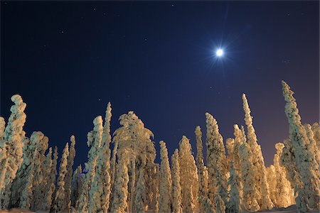 Snow Covered Trees, Rukatunturi, Kuusamo, Nordoesterbotten, Finland Foto de stock - Sin royalties Premium, Código: 600-05803183