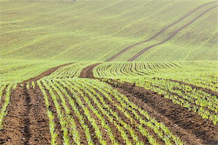 fields crops bavaria - Sowed Field in Early Spring, Franconia, Bavaria, Germany Stock Photo - Premium Royalty-Free, Code: 600-05803194