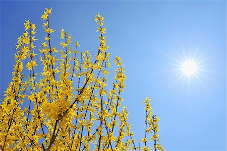 simsearch:600-02912702,k - Blooming Forsythia with Sun, Franconia, Bavaria, Germany Stock Photo - Premium Royalty-Free, Code: 600-05803198