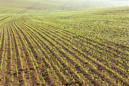 simsearch:600-02912690,k - Sowed Field in Early Spring, Franconia, Bavaria, Germany Fotografie stock - Premium Royalty-Free, Codice: 600-05803192