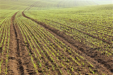 furrow - Sowed Field in Early Spring, Franconia, Bavaria, Germany Stock Photo - Premium Royalty-Free, Code: 600-05803193