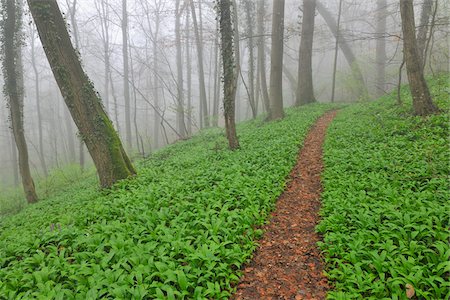 Chemin à travers la forêt de Misty au début du printemps, Triefenstein, Franconie, Bavière, Allemagne Photographie de stock - Premium Libres de Droits, Code: 600-05803204