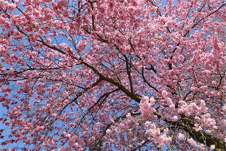 Cherry Blossoms in Spring, Franconia, Bavaria, Germany Foto de stock - Sin royalties Premium, Código: 600-05803200