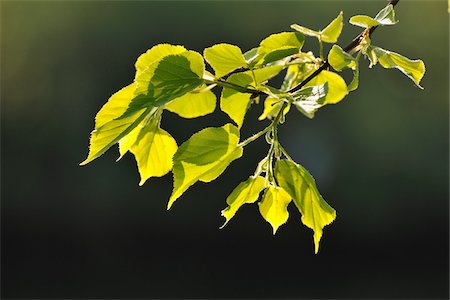 Lime Tree Leaves in Spring, Wertheim, Baden-Wurttemberg, Germany Stock Photo - Premium Royalty-Free, Code: 600-05803202