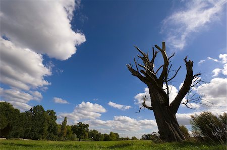 primrose hill - Dead White Willow Tree in Field, Primrose Hill, Hampstead Heath, London, England Foto de stock - Sin royalties Premium, Código: 600-05803482