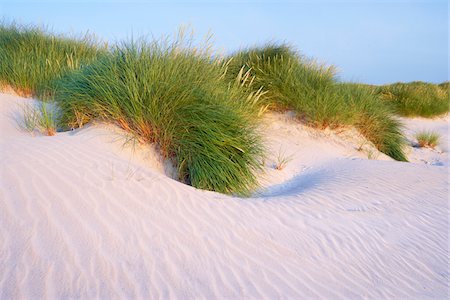 escocés - Close-up of Marram Grass on Sand Dunes, Isle of Harris, Outer Hebrides, Scotland Foto de stock - Sin royalties Premium, Código: 600-05803602