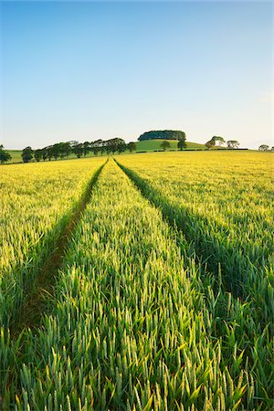 Champ de blé, Dumfries et Galloway, en Écosse Photographie de stock - Premium Libres de Droits, Code: 600-05803669