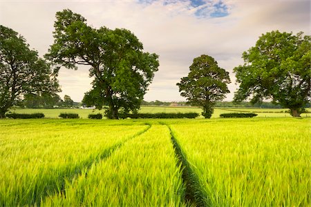 perspectiva en disminución - Wheat Field and Trees, Dumfries and Galloway, Scotland Foto de stock - Sin royalties Premium, Código: 600-05803670
