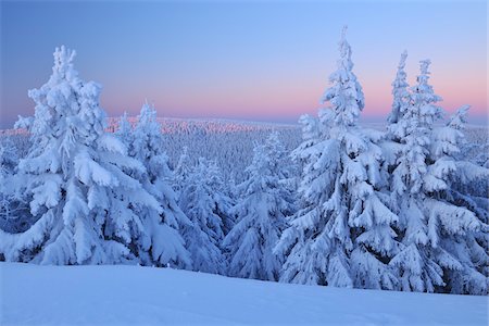 simsearch:600-07991501,k - Snow Covered Conifer Trees at Dawn, Schneekopf, Gehlberg, Thuringia, Germany Stock Photo - Premium Royalty-Free, Code: 600-05803685