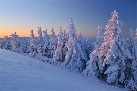 forest with blue sky - Snow Covered Conifer Trees at Dawn, Schneekopf, Gehlberg, Thuringia, Germany Stock Photo - Premium Royalty-Free, Code: 600-05803687