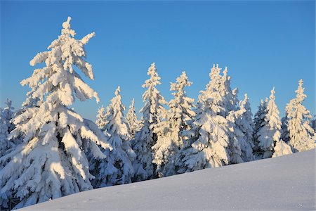 Snow Covered Conifer Trees, Schneekopf, Gehlberg, Thuringia, Germany Foto de stock - Sin royalties Premium, Código: 600-05803695