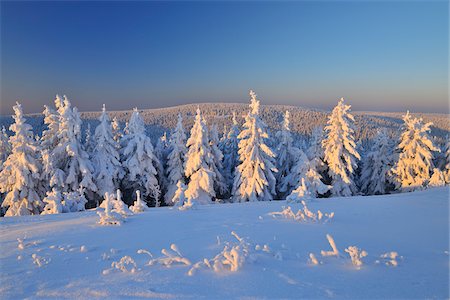 Snow Covered Conifer Trees, Schneekopf, Gehlberg, Thuringia, Germany Foto de stock - Sin royalties Premium, Código: 600-05803690