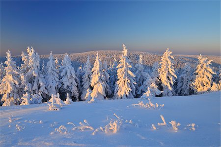 snowy evergreens - Snow Covered Conifer Trees, Schneekopf, Gehlberg, Thuringia, Germany Stock Photo - Premium Royalty-Free, Code: 600-05803690