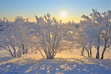 Snow Covered Trees with Sun, Schneekopf, Gehlberg, Thuringia, Germany Foto de stock - Sin royalties Premium, Código: 600-05803691