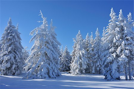 Snow Covered Conifer Trees, Grosser Beerberg, Suhl, Thuringia, Germany Stock Photo - Premium Royalty-Free, Code: 600-05803704