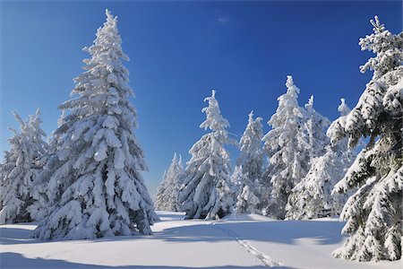 forest with blue sky - Snow Covered Conifer Trees, Grosser Beerberg, Suhl, Thuringia, Germany Stock Photo - Premium Royalty-Free, Code: 600-05803707