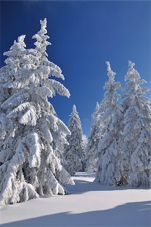 snowy trees - Snow Covered Conifer Trees, Grosser Beerberg, Suhl, Thuringia, Germany Stock Photo - Premium Royalty-Free, Code: 600-05803708