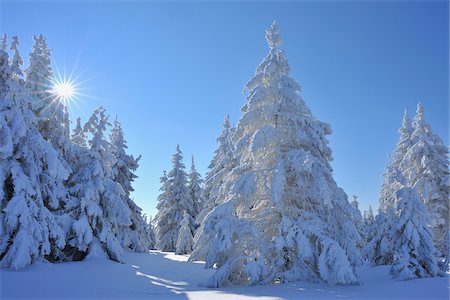 forest with blue sky - Snow Covered Conifer Trees with Sun, Grosser Beerberg, Suhl, Thuringia, Germany Stock Photo - Premium Royalty-Free, Code: 600-05803702