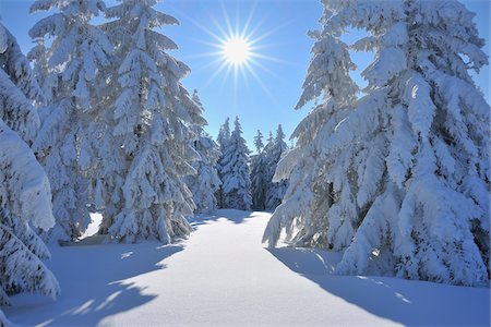 snowy sun nobody - Snow Covered Conifer Trees with Sun, Grosser Beerberg, Suhl, Thuringia, Germany Stock Photo - Premium Royalty-Free, Code: 600-05803703