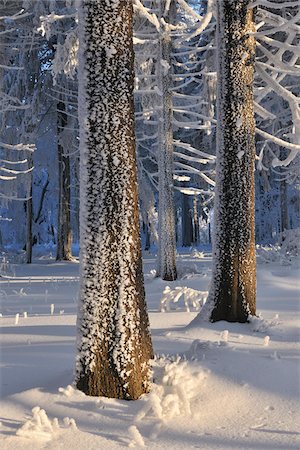 Snow Covered Forest, Grosser Inselsberg, Brotterode, Thuringe, Allemagne Photographie de stock - Premium Libres de Droits, Code: 600-05803714