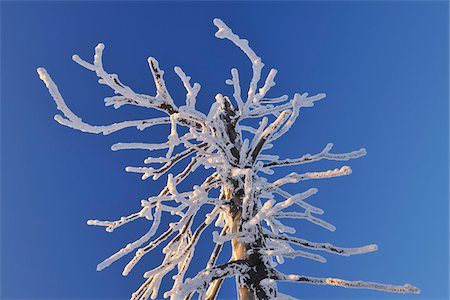 simsearch:600-05803693,k - Snow Covered Conifer Tree Branch, Grosser Inselsberg, Brotterode, Thuringia, Germany Stock Photo - Premium Royalty-Free, Code: 600-05803716