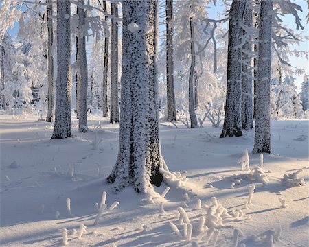 Snow Covered Forest, Grosser Inselsberg, Brotterode, Thuringia, Germany Foto de stock - Sin royalties Premium, Código: 600-05803713