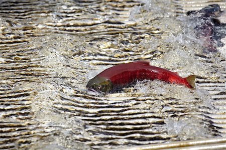 saumon (animal) - Sockeye Salmon Migrating, Anderson Lake, Lillooet Country, British Columbia, Canada Foto de stock - Sin royalties Premium, Código: 600-05821717