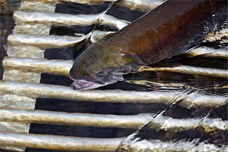 La migration des saumons, Anderson Lake, Lillooet Country, en Colombie-Britannique, Canada Photographie de stock - Premium Libres de Droits, Code: 600-05821718