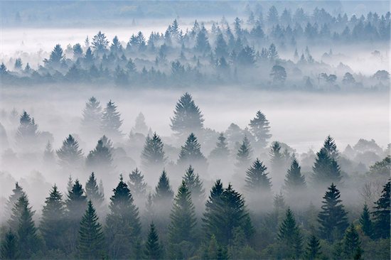 Morning Mist, Isar Valley, Bad Tolz-Wolfratshausen, Upper Bavaria, Bavaria, Germany Stock Photo - Premium Royalty-Free, Artist: Martin Ruegner, Image code: 600-05821937