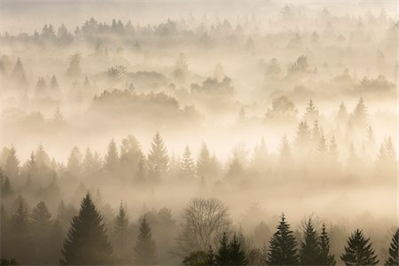 eerie forest - Morning Mist, Isar Valley, Bad Tolz-Wolfratshausen, Upper Bavaria, Bavaria, Germany Stock Photo - Premium Royalty-Free, Code: 600-05821942