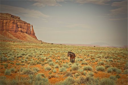 simsearch:600-05837334,k - Cheval sur le sentier de Mesa de Douglas, Monument Valley, Utah, USA Photographie de stock - Premium Libres de Droits, Code: 600-05822085