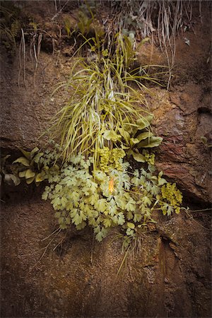 simsearch:600-05973177,k - Plants along Riverside Walk Trail, Zion National Park, Utah, USA Foto de stock - Sin royalties Premium, Código: 600-05822081