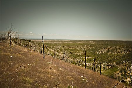 Kaibab National Forest, Arizona, USA Stock Photo - Premium Royalty-Free, Code: 600-05837335