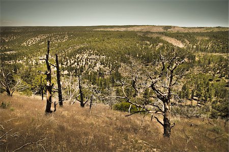 Forêt nationale de Kaibab, Arizona, Etats-Unis Photographie de stock - Premium Libres de Droits, Code: 600-05837336