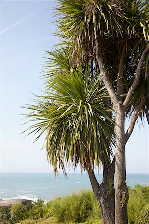 Yucca arbres, Biarritz, Pyrénées-Atlantiques, Aquitaine, France Photographie de stock - Premium Libres de Droits, Code: 600-05854210