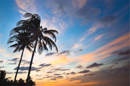 palm tree in beach - Beach, Varadero, Matanzas Province, Cuba Stock Photo - Premium Royalty-Free, Code: 600-05854935