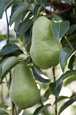 pear fruit trees photography - Bartlett Pears, Cawston, Similkameen Country, British Columbia, Canada Stock Photo - Premium Royalty-Free, Code: 600-05855126