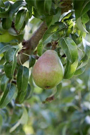 Pear, Cawston, Similkameen Country, British Columbia, Canada Stock Photo - Premium Royalty-Free, Code: 600-05855127