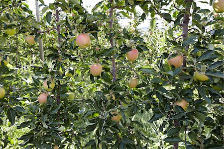 pommier - Charmilles Apple arbres, Cawston, Similkameen Country, en Colombie-Britannique, Canada Photographie de stock - Premium Libres de Droits, Code: 600-05855135