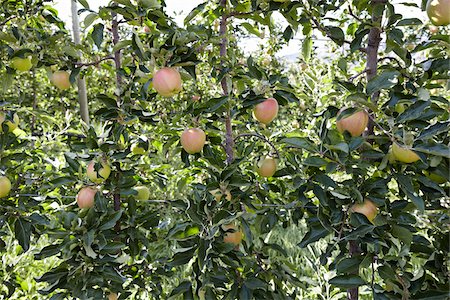 Espaliered Apple Trees, Cawston, Similkameen Country, British Columbia, Canada Stock Photo - Premium Royalty-Free, Code: 600-05855135