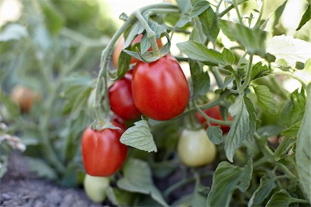 plant de tomate - Roma tomates, Cawston, Similkameen Country, en Colombie-Britannique, Canada Photographie de stock - Premium Libres de Droits, Code: 600-05855138