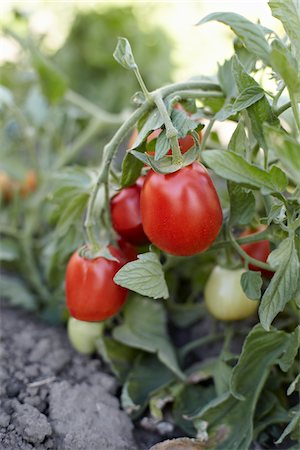 Roma tomates, Cawston, Similkameen Country, en Colombie-Britannique, Canada Photographie de stock - Premium Libres de Droits, Code: 600-05855139
