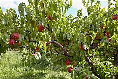 Nectarines, Cawston, Similkameen Country, British Columbia, Canada Stock Photo - Premium Royalty-Free, Code: 600-05855130