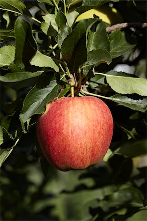 Red Apple, Cawston, Similkameen Country, British Columbia, Canada Stock Photo - Premium Royalty-Free, Code: 600-05855132