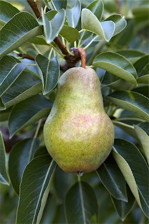 pear fruit trees photography - Bartlett Pear, Cawston, Similkameen Country, British Columbia, Canada Stock Photo - Premium Royalty-Free, Code: 600-05855147