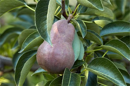 Red Anjou Pear, Cawston, Similkameen Country, British Columbia, Canada Stock Photo - Premium Royalty-Free, Code: 600-05855149