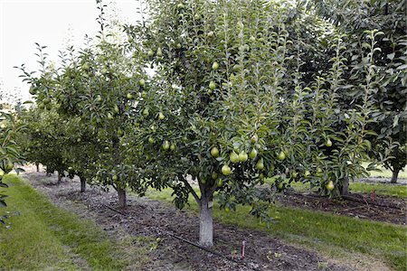 Bartlett Pear Trees, Cawston, Similkameen Country, British Columbia, Canada Stock Photo - Premium Royalty-Free, Code: 600-05855143