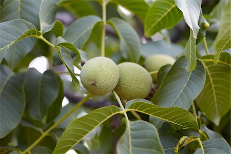 Walnuts, Cawston, Similkameen Country, British Columbia, Canada Stock Photo - Premium Royalty-Free, Code: 600-05855156