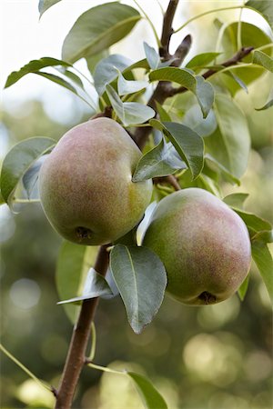 food outdoor - Pears, Cawston, Similkameen Country, British Columbia, Canada Stock Photo - Premium Royalty-Free, Code: 600-05855151