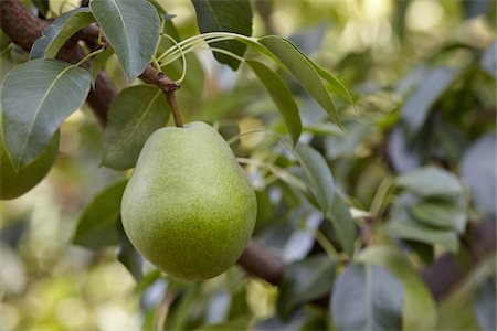 Pear, Cawston, Similkameen Country, British Columbia, Canada Stock Photo - Premium Royalty-Free, Code: 600-05855152